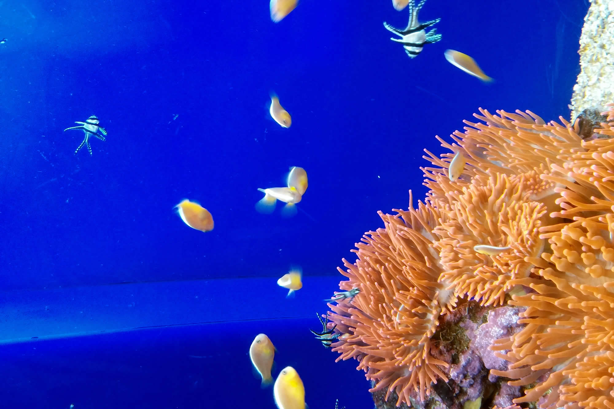 hotel acquario genova
